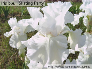 Grand iris de jardin 'Skating Party' blanc, vente en ligne